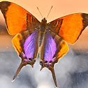 Purple-stained Daggerwing  Butterfly