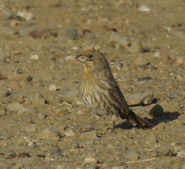 House Finch ( yellow variant) Project Noah