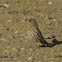 House Finch ( yellow variant)