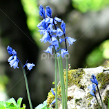 blue flowers .. by Dubravka Bednaršek -  