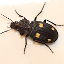 Yellow-spotted Ground Beetle
