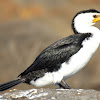 Little Pied Cormorant