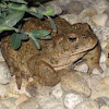 Western Toad