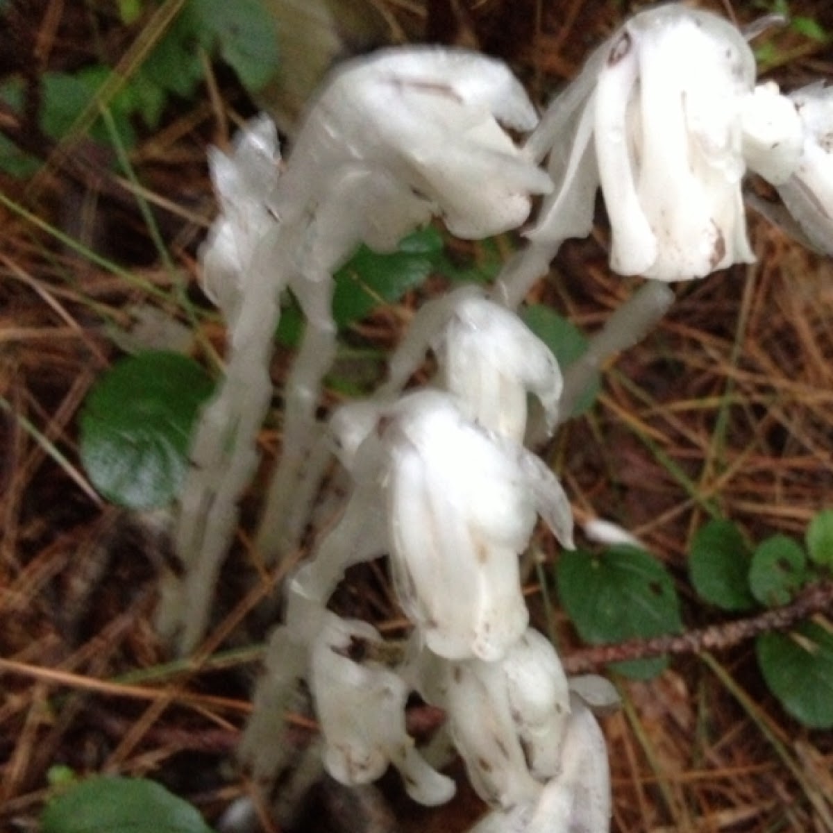 Indiana pipe plant or ghost plant