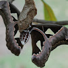 Giant Rothschildia Silkmoth