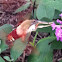 Hummingbird Clearwing