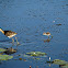 Comb-crested Jacana