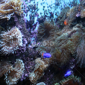 Atlantic City Aquarium  by Dianne Collins - Animals Fish