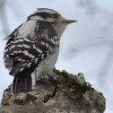 Downy Woodpecker (female)