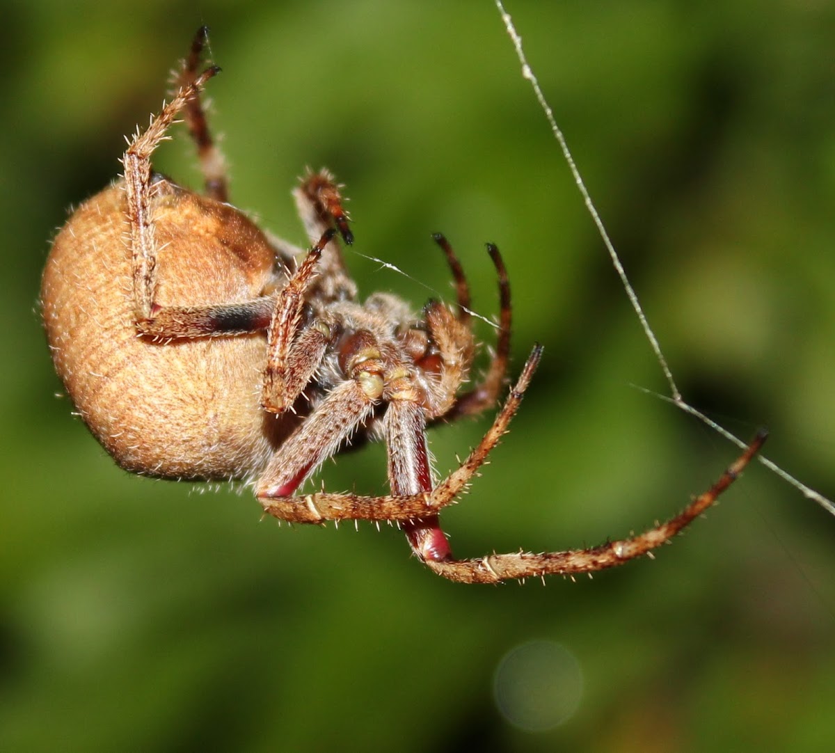 Spiky Hairy Field Spider