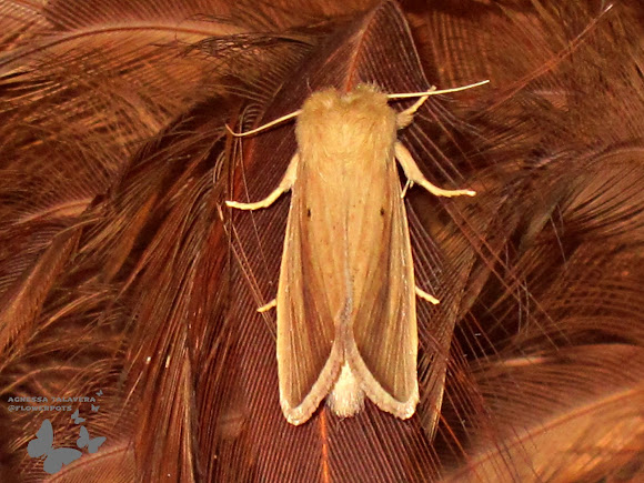 Stem borer sale