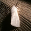 Virginia tiger moth.