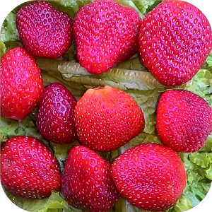 Reversing Diabetes 1.1