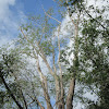 Tepaguaje or Lead Tree