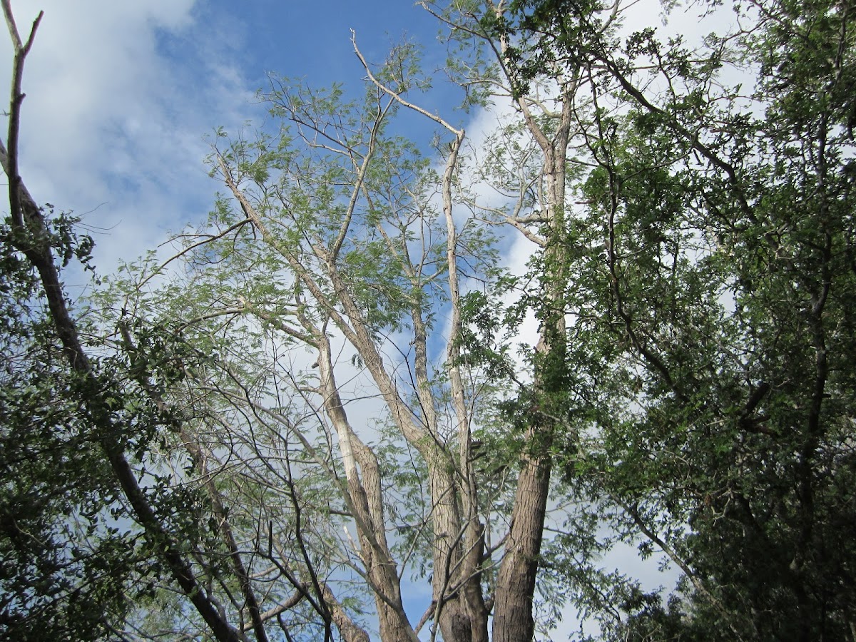 Tepaguaje or Lead Tree