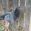 Chicken (Blue Andalusian)