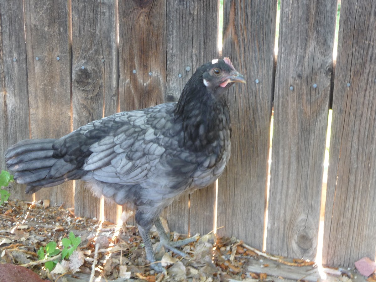 Chicken (Blue Andalusian)