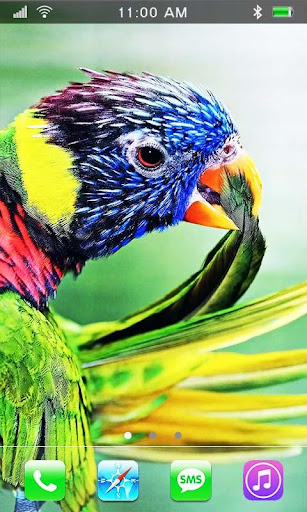 Cool Parrots live wallpaper
