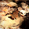 Speckled Wood (Southern Form)