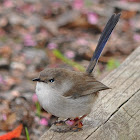 Superb Blue Wren - male eclipse