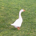 Chinese white goose