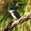 Belted kingfisher, female