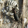 Ocellated Tiger Beetle