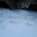 Dark-eyed Junco footprints