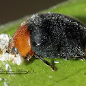 Mealybug Destroyer beetle