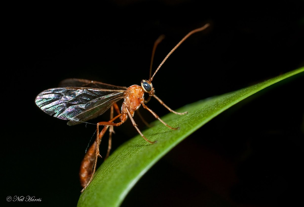 Enicospilus Wasp 