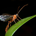 Enicospilus Wasp 