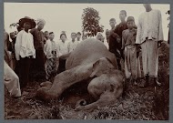 Olifantenjacht bij Krueng Seumpo