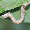 geometerid caterpillar