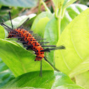 Oleander Moth Caterpillar