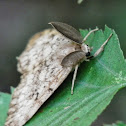 Gypsy Moth, male