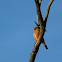 American Robin