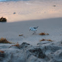 Sanderling Sandpiper