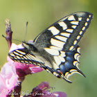 Common Yellow Swallowtail; Macaón