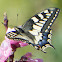Common Yellow Swallowtail; Macaón