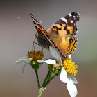 American Lady Butterfly