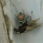 Heliophanus jumping spider ♂