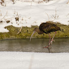 White-faced Ibis