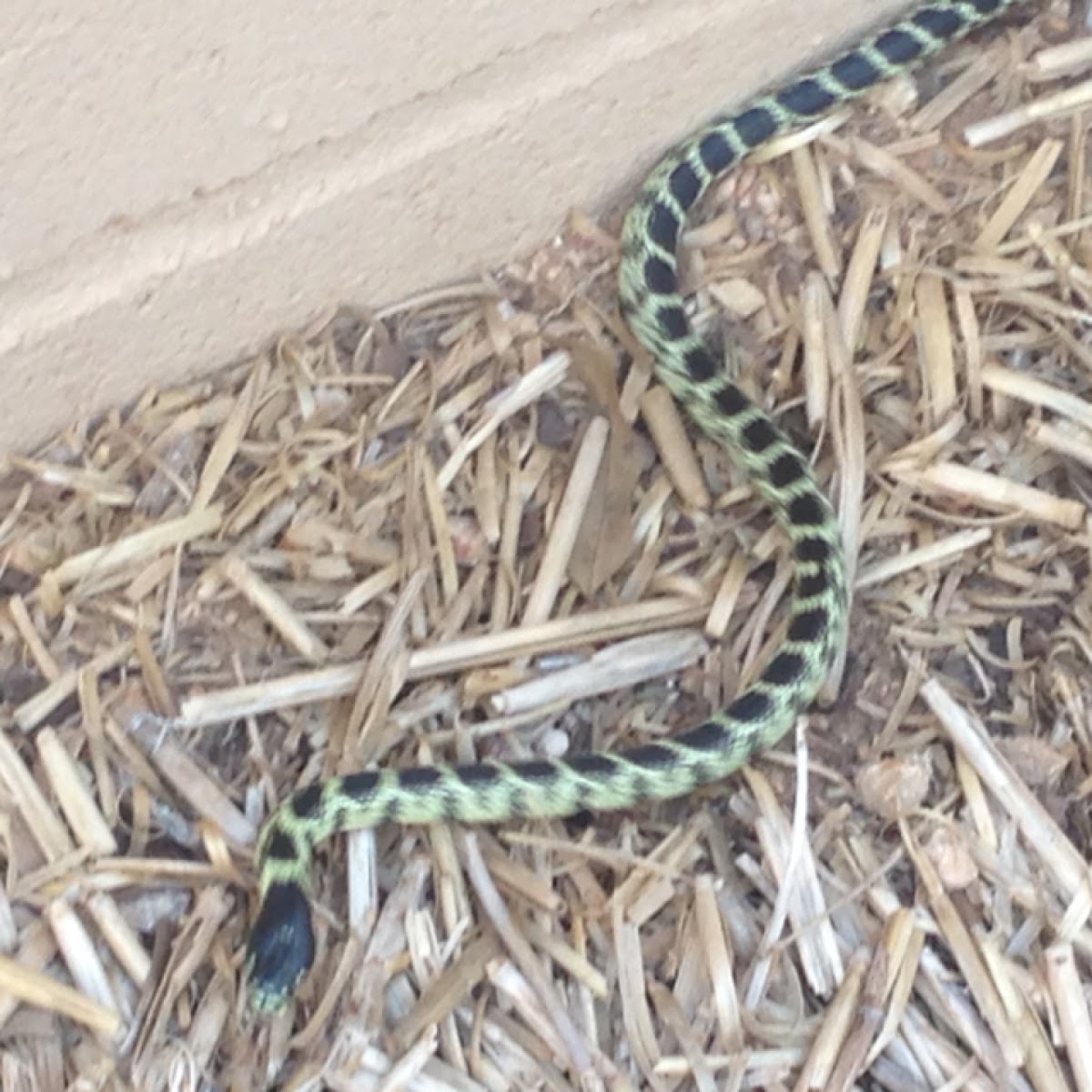 Desert kingsnake