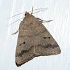 Common oak moth