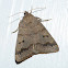 Common oak moth