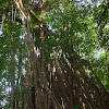 Matapalo Tree