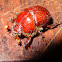 Bolboceratid beetle