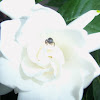 Irapuã Bee