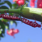 Red Cotton Stainer Bug