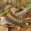 Salt marsh caterpillar